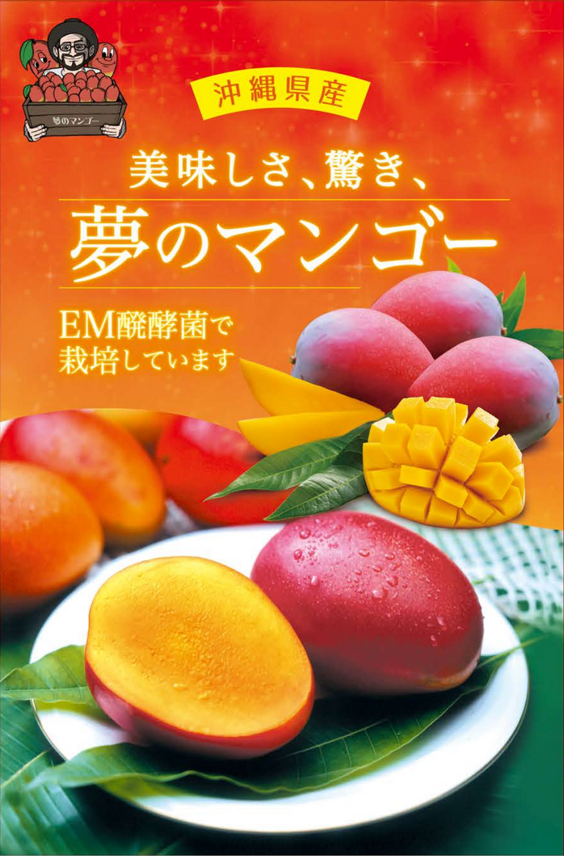 21 ヤマシタマンゴー苗 耐寒性 21 ヤマシタマンゴー苗 耐寒性 21 21 ヤマシタマンゴー苗 耐寒性 21 ヤマシタマンゴー苗 耐寒性 21